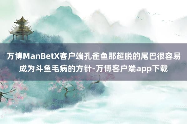 万博ManBetX客户端孔雀鱼那超脱的尾巴很容易成为斗鱼毛病的方针-万博客户端app下载