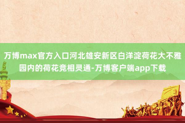 万博max官方入口河北雄安新区白洋淀荷花大不雅园内的荷花竞相灵通-万博客户端app下载